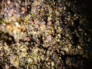  ( - FDS-CA-03498)  @11 [ ] by-nc (2024) Fresno Mycology Society Fungal Diversity Survey