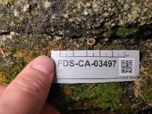  ( - FDS-CA-03497)  @11 [ ] by-nc (2024) Fresno Mycology Society Fungal Diversity Survey