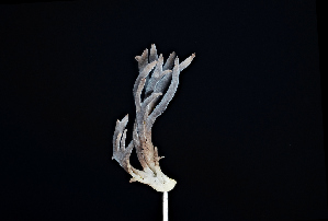  ( - FDS-CA-03496)  @11 [ ] by-nc (2024) Fresno Mycology Society Fungal Diversity Survey