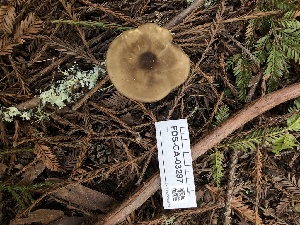  ( - FDS-CA-03287)  @11 [ ] by (2024) Justin Paulin Fungal Diversity Survey