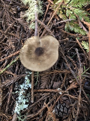  ( - FDS-CA-03287)  @11 [ ] by (2024) Justin Paulin Fungal Diversity Survey