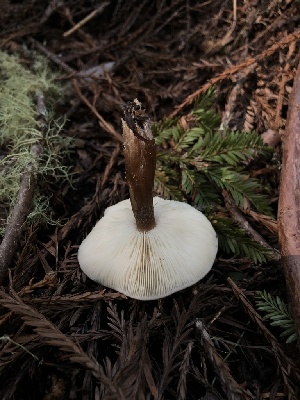  ( - FDS-CA-03287)  @11 [ ] by (2024) Justin Paulin Fungal Diversity Survey