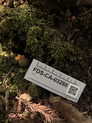  ( - FDS-CA-03288)  @11 [ ] by (2024) Justin Paulin Fungal Diversity Survey