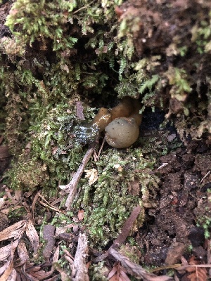  ( - FDS-CA-03288)  @11 [ ] by (2024) Justin Paulin Fungal Diversity Survey