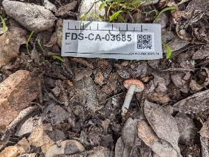  ( - FDS-CA-03685)  @11 [ ] by-nc (2024) Stu Pickell Fungal Diversity Survey