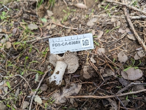  ( - FDS-CA-03689)  @11 [ ] by-nc (2024) Stu Pickell Fungal Diversity Survey