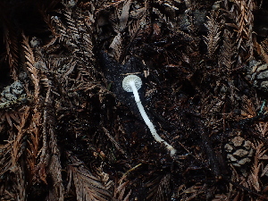  ( - FDS-CA-03267)  @11 [ ] by (2024) Justin Paulin Fungal Diversity Survey