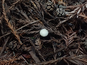  ( - FDS-CA-03267)  @11 [ ] by (2024) Justin Paulin Fungal Diversity Survey