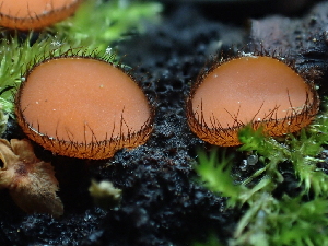  (Scutellinia sp. PNW11 - FDS-CA-03271)  @11 [ ] by (2024) Justin Paulin Fungal Diversity Survey