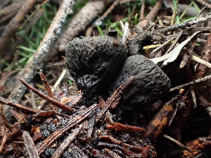  ( - FDS-CA-03298)  @11 [ ] by (2024) Justin Paulin Fungal Diversity Survey