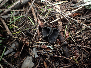  ( - FDS-CA-03298)  @11 [ ] by (2024) Justin Paulin Fungal Diversity Survey