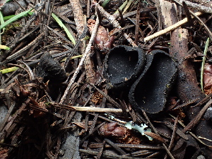  ( - FDS-CA-03298)  @11 [ ] by (2024) Justin Paulin Fungal Diversity Survey