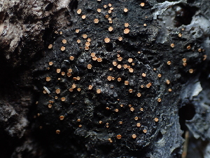  (Lichinomycetes - FDS-CA-03272)  @11 [ ] by (2024) Justin Paulin Fungal Diversity Survey