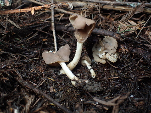  (Helvella - FDS-CA-03277)  @11 [ ] by (2024) Justin Paulin Fungal Diversity Survey