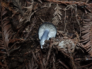  (Entoloma sp. CA47 - FDS-CA-03279)  @11 [ ] by (2024) Justin Paulin Fungal Diversity Survey