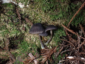  ( - FDS-CA-03281)  @11 [ ] by (2024) Justin Paulin Fungal Diversity Survey
