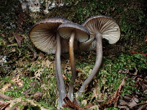  ( - FDS-CA-03281)  @11 [ ] by (2024) Justin Paulin Fungal Diversity Survey