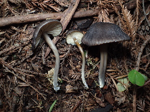  ( - FDS-CA-03281)  @11 [ ] by (2024) Justin Paulin Fungal Diversity Survey