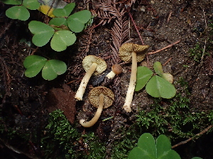  ( - FDS-CA-03292)  @11 [ ] by (2024) Justin Paulin Fungal Diversity Survey