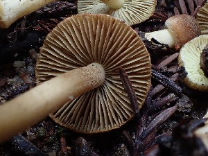  ( - FDS-CA-03292)  @11 [ ] by (2024) Justin Paulin Fungal Diversity Survey