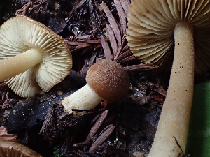  ( - FDS-CA-03292)  @11 [ ] by (2024) Justin Paulin Fungal Diversity Survey