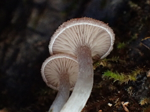  ( - FDS-CA-03295)  @11 [ ] by (2024) Justin Paulin Fungal Diversity Survey