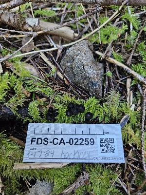  ( - FDS-CA-02259)  @11 [ ] by (2024) Mandy Hackney Fungal Diversity Survey