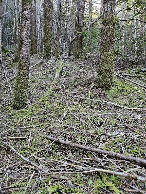  ( - FDS-CA-02259)  @11 [ ] by (2024) Mandy Hackney Fungal Diversity Survey