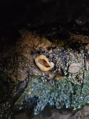  ( - FDS-CA-02253)  @11 [ ] by (2024) Mandy Hackney Fungal Diversity Survey