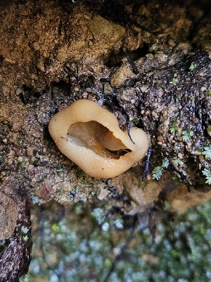  ( - FDS-CA-02253)  @11 [ ] by (2024) Mandy Hackney Fungal Diversity Survey