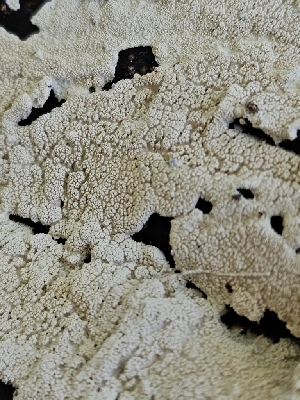  ( - FDS-CA-02270)  @11 [ ] by (2024) Mandy Hackney Fungal Diversity Survey
