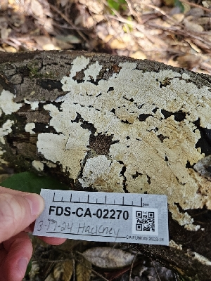  ( - FDS-CA-02270)  @11 [ ] by (2024) Mandy Hackney Fungal Diversity Survey