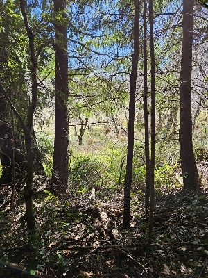  ( - FDS-CA-02270)  @11 [ ] by (2024) Mandy Hackney Fungal Diversity Survey