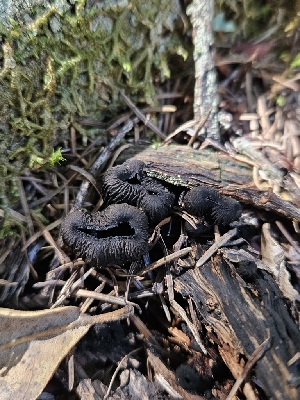  ( - FDS-CA-02271)  @11 [ ] by (2024) Mandy Hackney Fungal Diversity Survey
