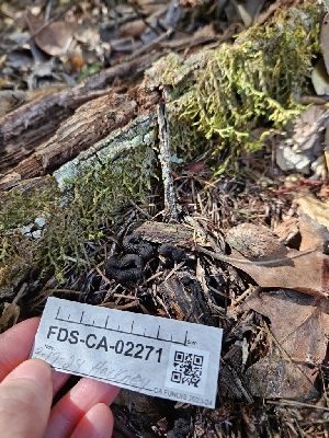  ( - FDS-CA-02271)  @11 [ ] by (2024) Mandy Hackney Fungal Diversity Survey