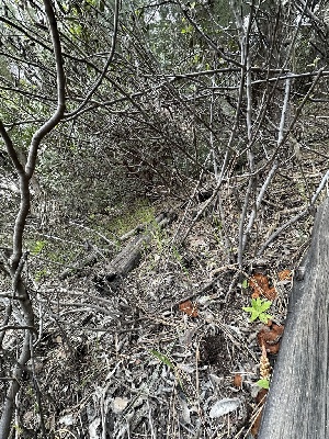  ( - FDS-CA-04298)  @11 [ ] by-nc (2024) Aaron Tupac Fungal Diversity Survey