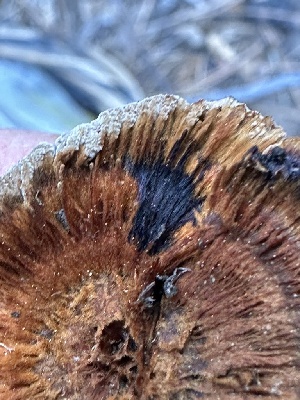  ( - FDS-CA-04298)  @11 [ ] by-nc (2024) Aaron Tupac Fungal Diversity Survey
