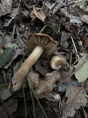  (Inocybe sp. PNW79 - FDS-CA-04311)  @11 [ ] by-nc (2024) Aaron Tupac Fungal Diversity Survey