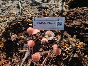  ( - FDS-CA-03499)  @11 [ ] by-nc (2024) Fresno Mycology Society Fungal Diversity Survey