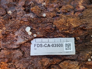  ( - FDS-CA-03500)  @11 [ ] by-nc (2024) Fresno Mycology Society Fungal Diversity Survey