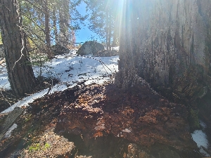  ( - FDS-CA-03500)  @11 [ ] by-nc (2024) Fresno Mycology Society Fungal Diversity Survey