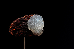  ( - FDS-CA-03500)  @11 [ ] by-nc (2024) Fresno Mycology Society Fungal Diversity Survey