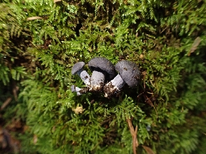  (Entoloma sp. pseudouranochroum - FDS-CA-02509)  @11 [ ] by-nc (2024) Sadie Hickey Fungal Diversity Survey
