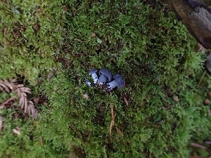  ( - FDS-CA-02509)  @11 [ ] by-nc (2024) Sadie Hickey Fungal Diversity Survey
