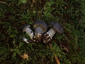  ( - FDS-CA-02509)  @11 [ ] by-nc (2024) Sadie Hickey Fungal Diversity Survey