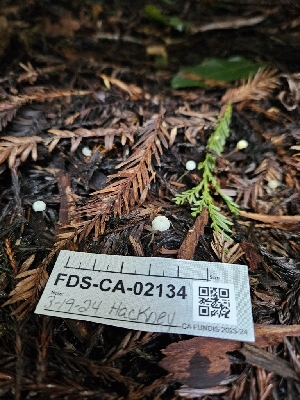  ( - FDS-CA-02134)  @11 [ ] by (2024) Mandy Hackney Fungal Diversity Survey
