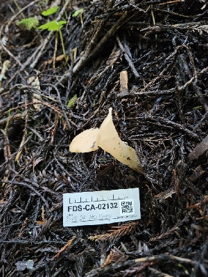  ( - FDS-CA-02132)  @11 [ ] by (2024) Mandy Hackney Fungal Diversity Survey