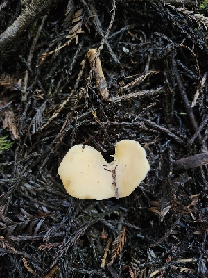  ( - FDS-CA-02132)  @11 [ ] by (2024) Mandy Hackney Fungal Diversity Survey