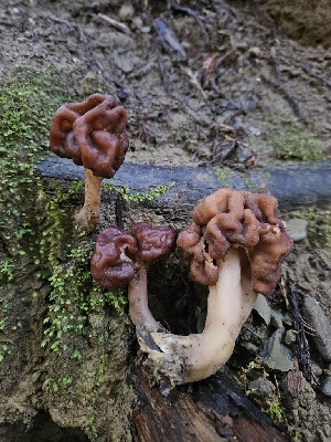  (Gyromitra splendida - FDS-CA-02276)  @11 [ ] by (2024) Mandy Hackney Fungal Diversity Survey
