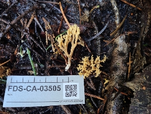  ( - FDS-CA-03505)  @11 [ ] by-nc (2024) Fresno Mycology Society Fungal Diversity Survey